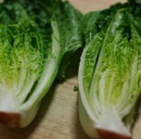 ROMAINE WITHOUT THE STAMOS