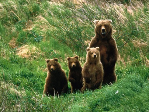 Happy Bear's Day!