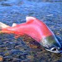 One fish.