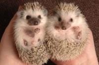 As Nick Denton would say, "Cute alert!"