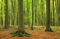 Forest, trees
