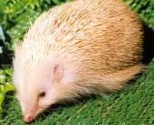 For reference, here is how a more active albino hedgehog looks