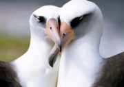 We have nothing to fear from birds