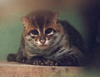 That cat has a flat head!