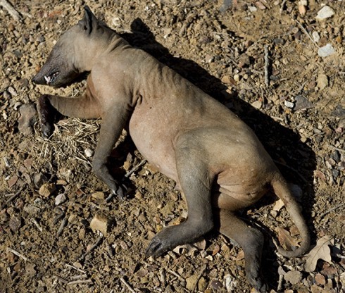 The North Central Texas Goat Sucker? [Photo: Joe Duty]