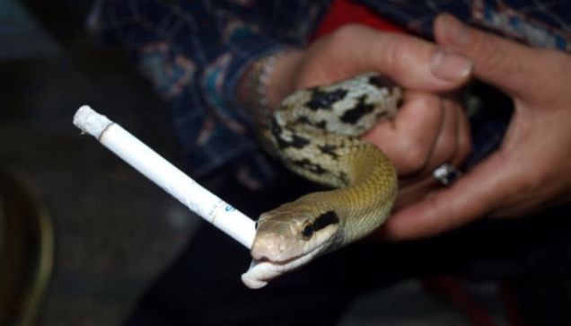 Smoking Snakes começou a tocar : r/AgiotasClub