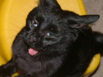 THE FACE YOU WILL MAKE