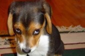 I'm sorry. Just like this adorable puppy!