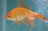 Joan Higgins sold a fish much like this one to an unaccompanied minor