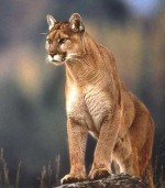 mountain lion