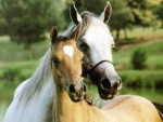 Horses. I mean, what else is there to say? These are horses, the end.