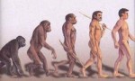 evolution chart