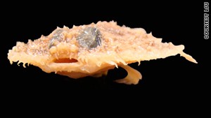 That is one ugly fish