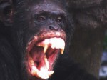 angry chimpanzee