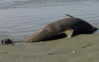 DID BILL CLINTON KILL THIS MAMMAL?