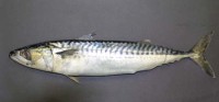 Holy mackerel, that is one FUCKING DISGUSTING fish. BARF BARF BARF