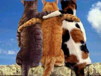 CATS