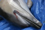 dead dolphin