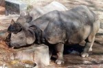 canoodling rhinos