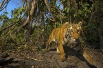 this tiger is totally high