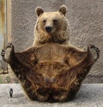 "Meta Penca, a visitor to Ahtari zoo, took these shots of a female brown bear doing her morning stretches"