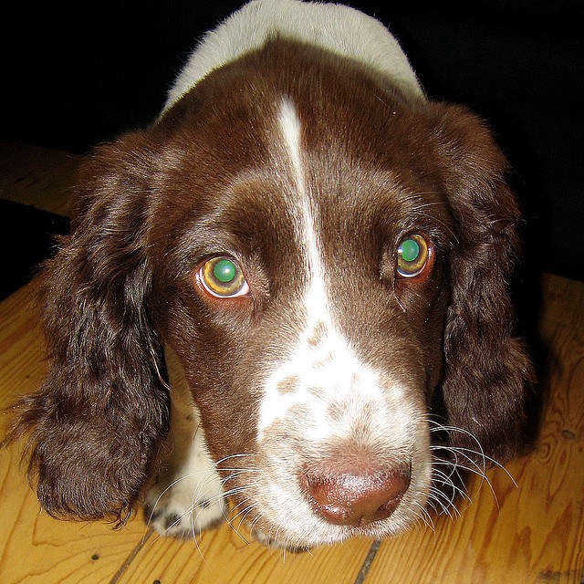 Doggie is sad