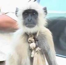 A monkey