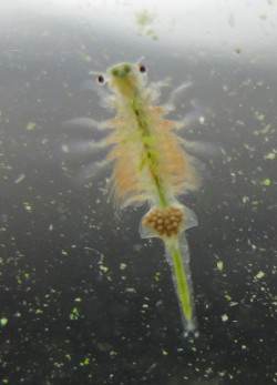 The Sea-Monkey marketing masterpiece