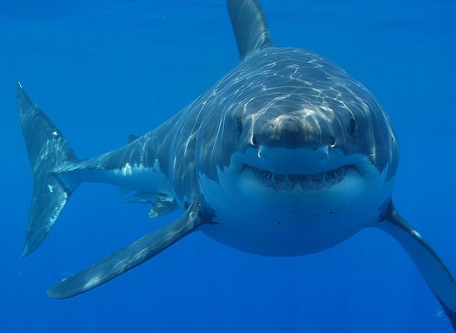 Shark attack, shark attack, get out of the water and don't come back.