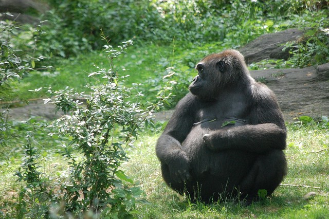 Goodnight, Gorilla.