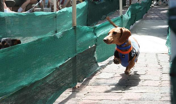 RUN FREE WEINER