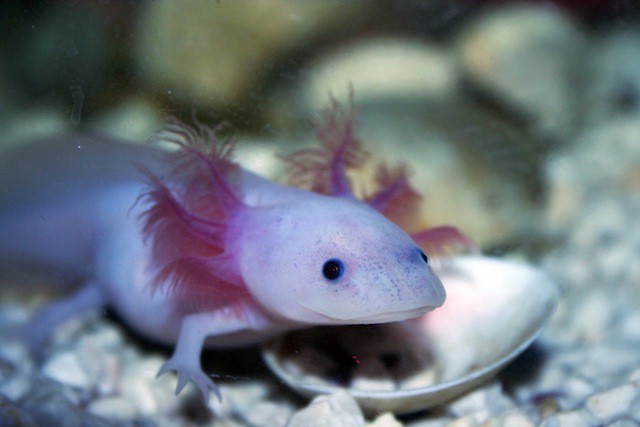 Albinoaxolotl3