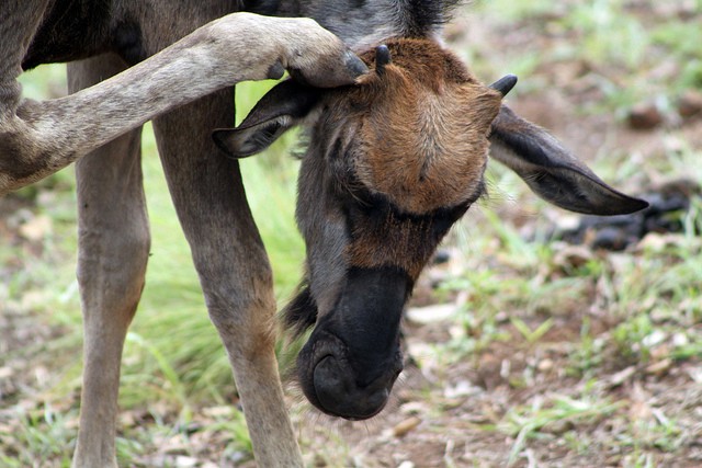 wildebeest