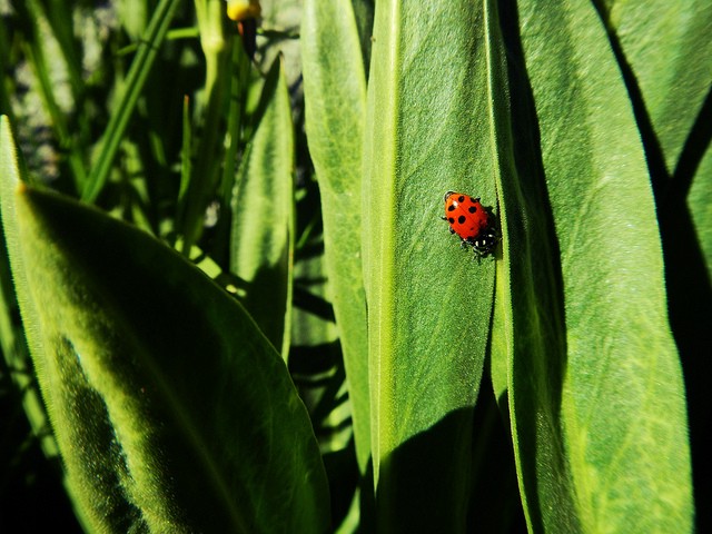 bug