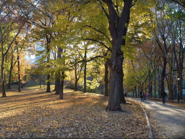 autumninnewyork
