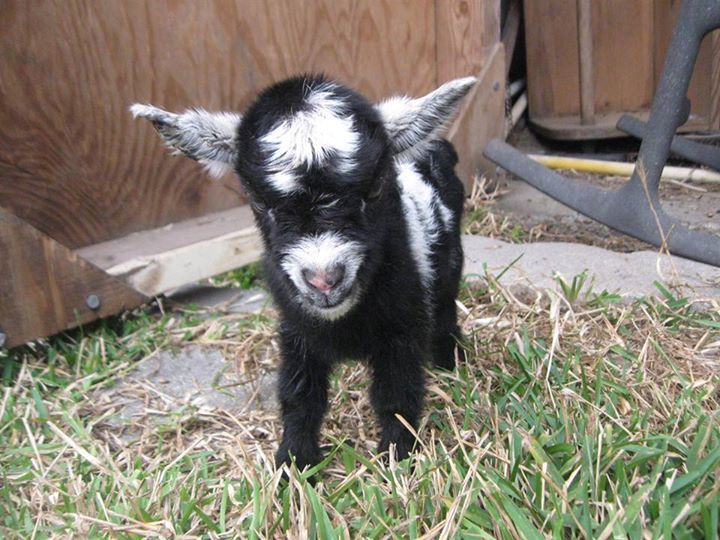 jack