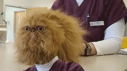 Why Your Cat Thinks You're an Idiot