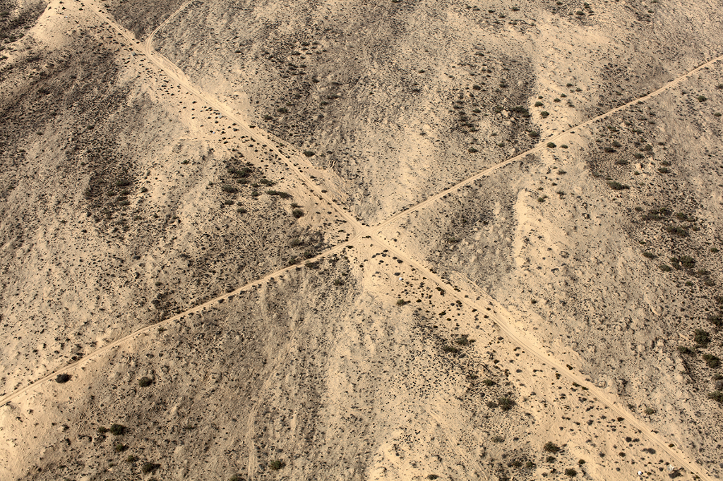4291_DesertBloom